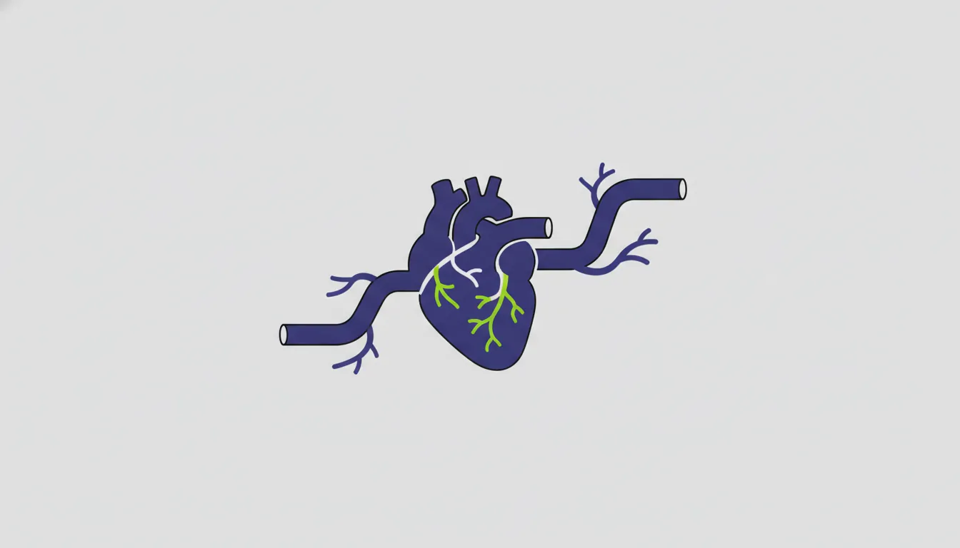 Silhouette of a coronary artery with a heart shape